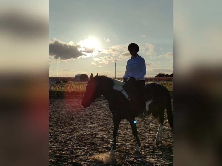 Reiter (15 Jahre) sucht Reitbeteiligung 