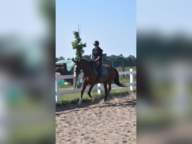 Reiter (15 Jahre) sucht Reitbeteiligung 