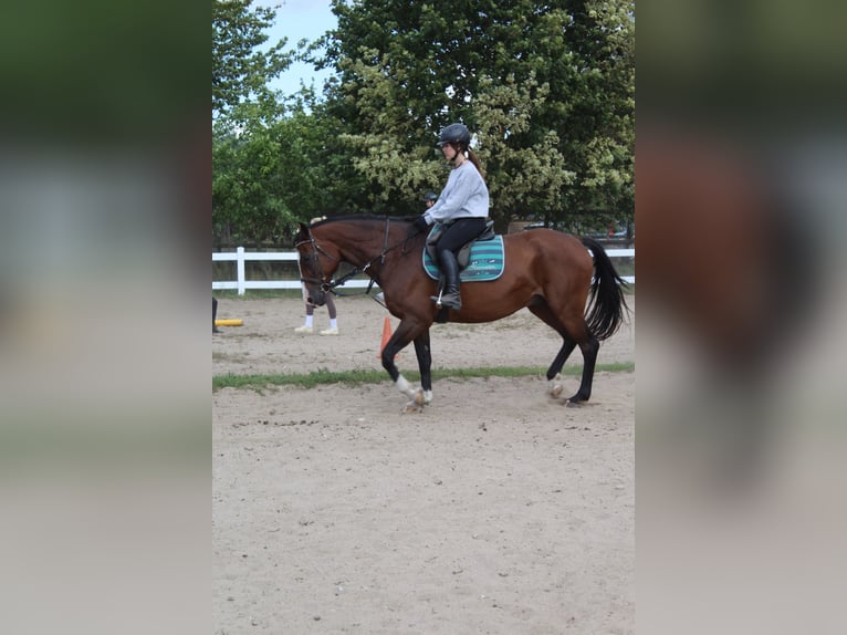 Reiter (15 Jahre) sucht Reitbeteiligung 