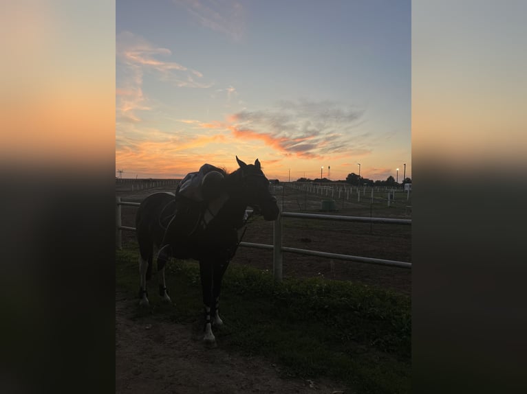 Reiter (15 Jahre) sucht Reitbeteiligung 
