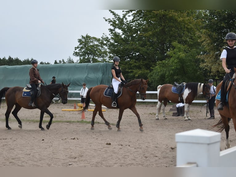 Reiter (15 Jahre) sucht Reitbeteiligung 