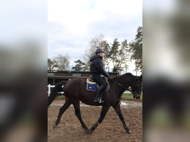 Reiter (15 Jahre) sucht Reitbeteiligung 