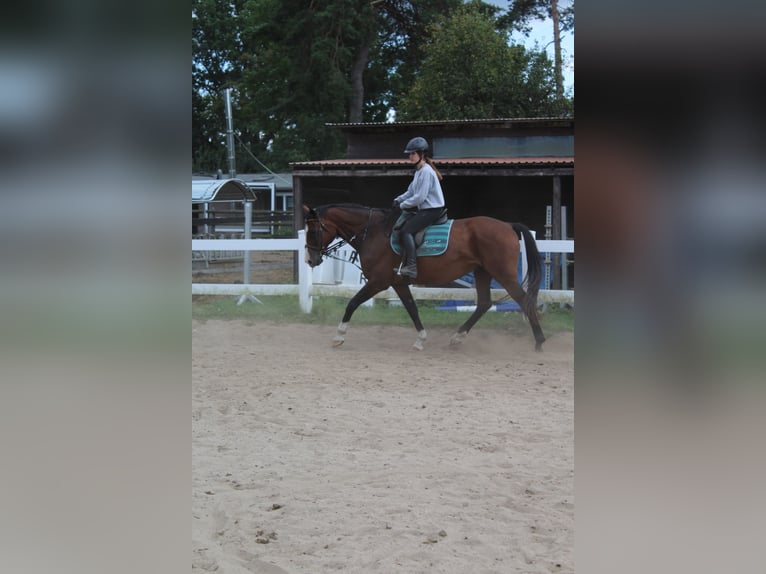Reiter (15 Jahre) sucht Reitbeteiligung 