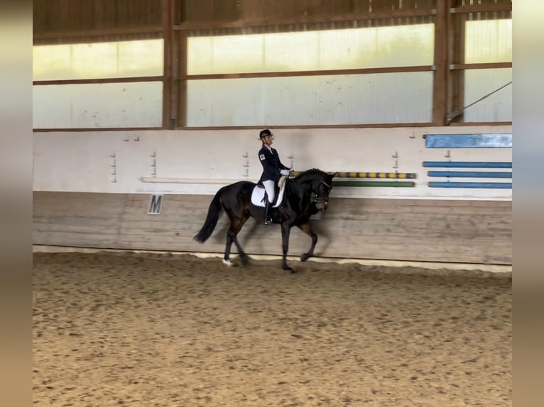 Reiter (A/L Niveau) sucht Reitbeteiligung in der Nähe von Reutlingen 