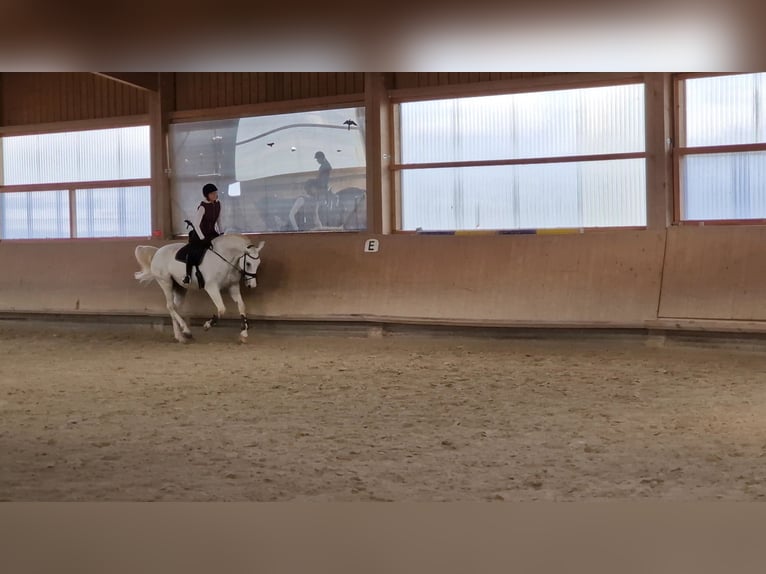 Reiter (A/L Niveau) sucht Reitbeteiligung in der Nähe von Reutlingen 