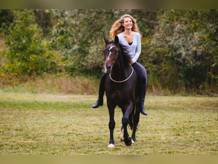 Reiter (A/L Niveau) sucht Reitbeteiligung in der Nähe von Reutlingen 