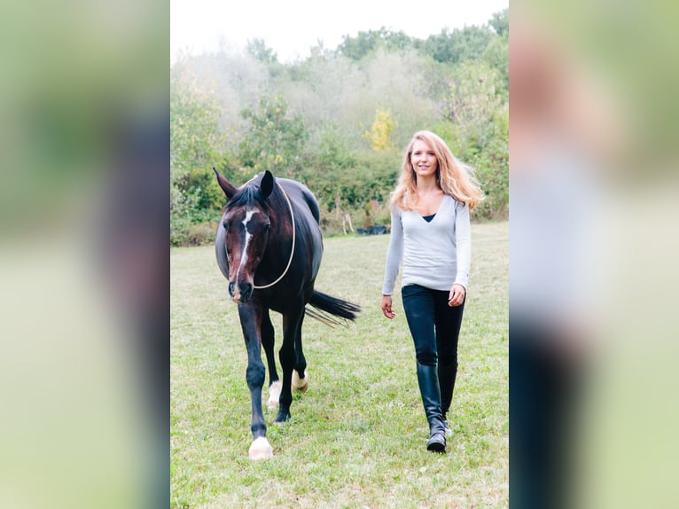 Reiter (A/L Niveau) sucht Reitbeteiligung in der Nähe von Reutlingen 
