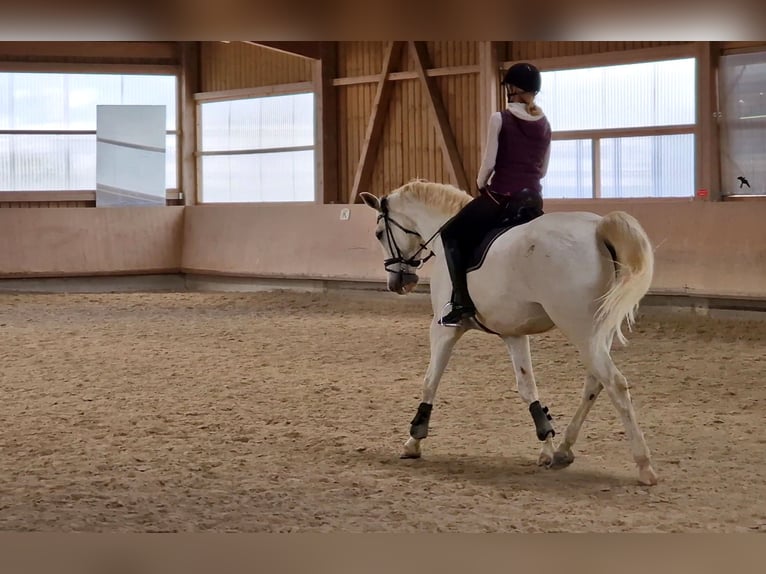 Reiter (A/L Niveau) sucht Reitbeteiligung in der Nähe von Reutlingen 