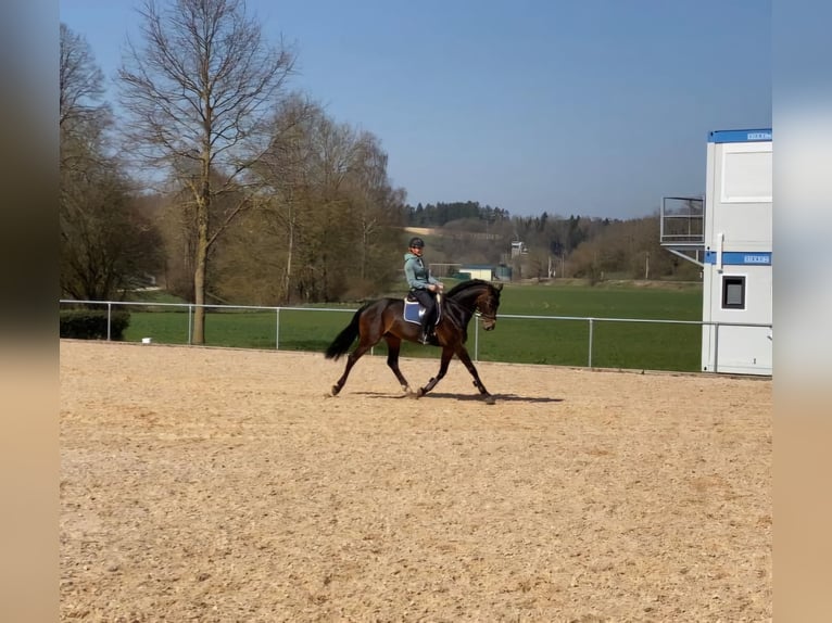 Reiter (A/L Niveau) sucht Reitbeteiligung in der Nähe von Reutlingen 