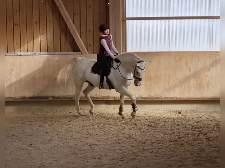 Reiter (A/L Niveau) sucht Reitbeteiligung in der Nähe von Reutlingen 