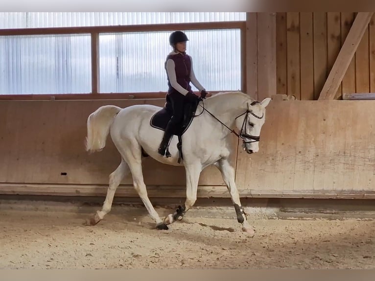 Reiter (A/L Niveau) sucht Reitbeteiligung in der Nähe von Reutlingen 