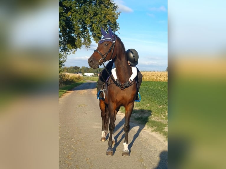Reiter sucht eine Liebe PB / RB