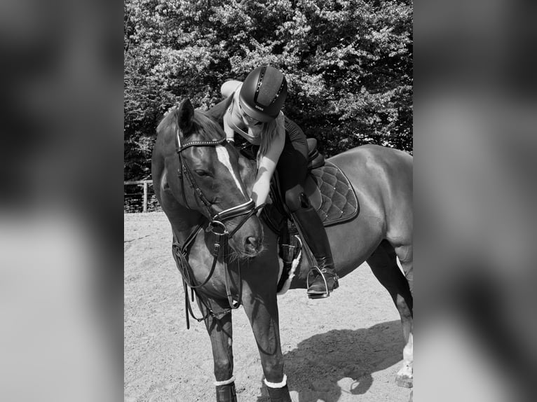 Reiter sucht eine Liebe PB / RB