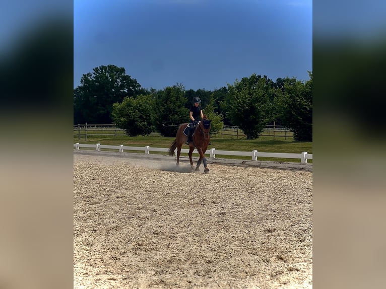 Reiter sucht Pferd im Münchner Süden