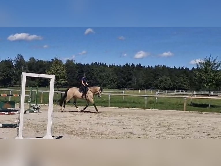 Reiter sucht Pferd im Münchner Süden