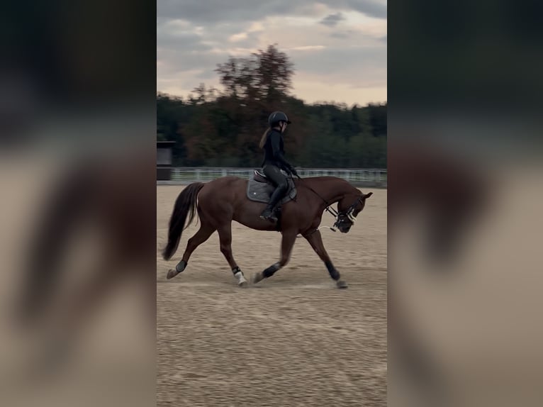 Reiter sucht Pferd im Münchner Süden