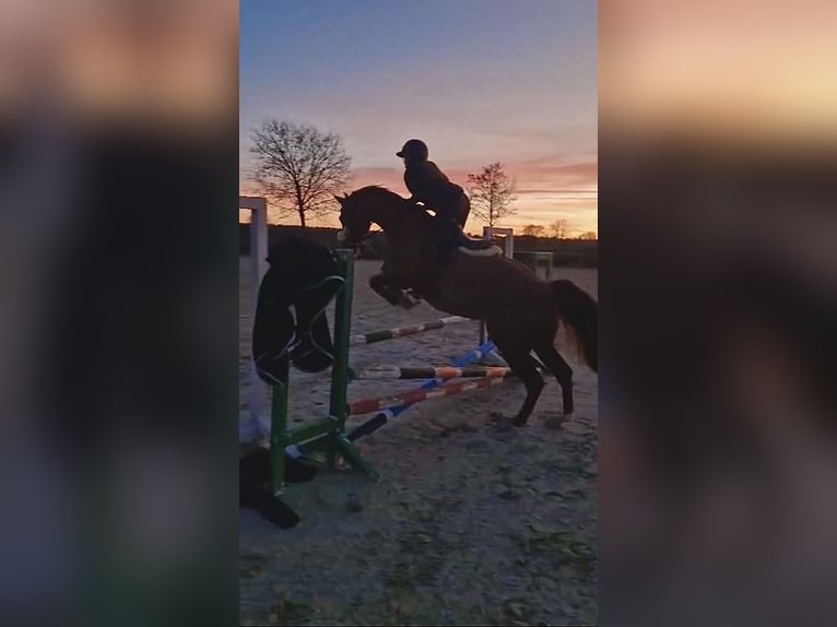 Reiter sucht Pferd im Münchner Süden