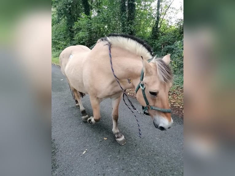 Reiter sucht Pferd  (Nähe 33449Langenberg)