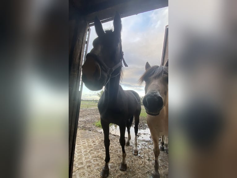 Reiter sucht Pferd  (Nähe 33449Langenberg)