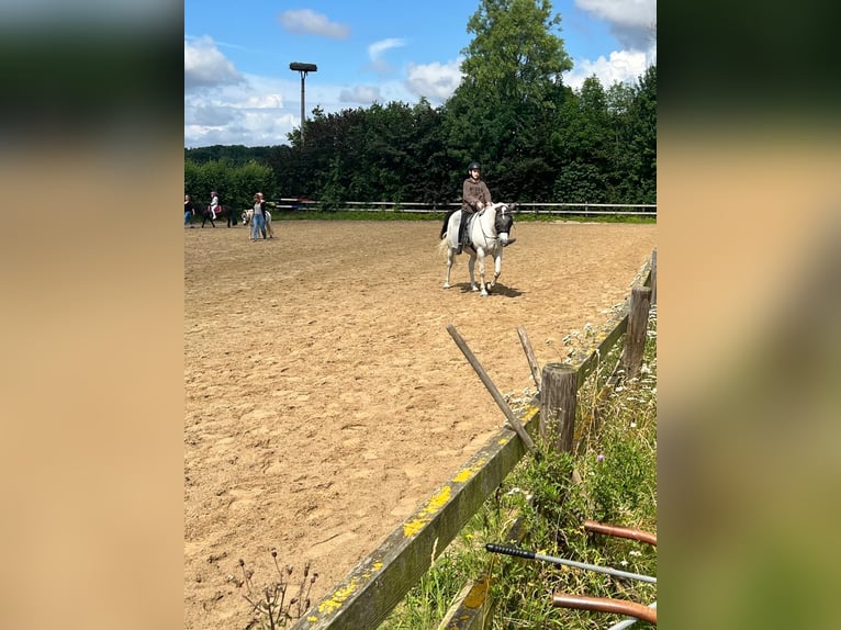 Reiter sucht Pferd  (Nähe 33449Langenberg)