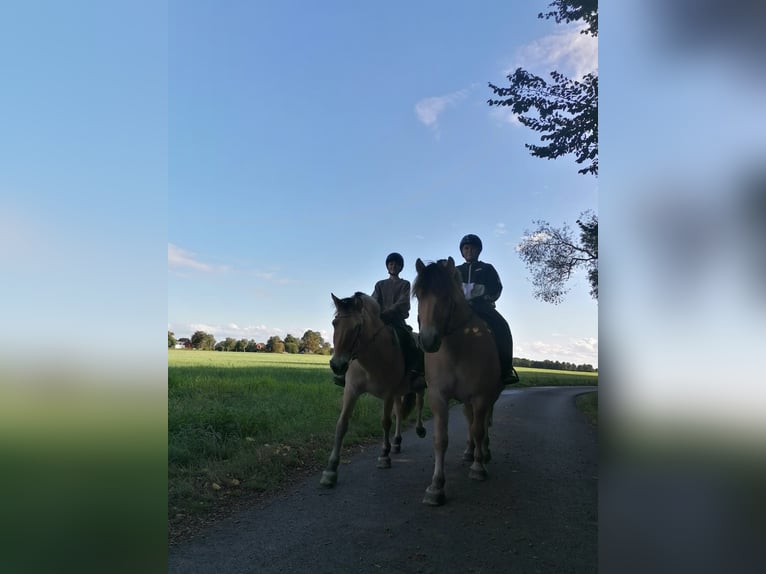 Reiter sucht Pferd  (Nähe 33449Langenberg)