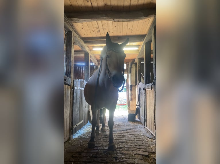 Reiter sucht Pferd  (Nähe 33449Langenberg)