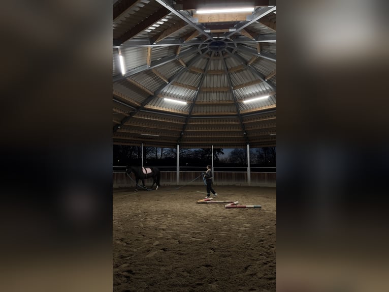 Reiter sucht Pferd - Reitbeteiligung gesucht 