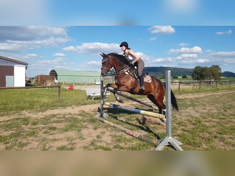 Reiter sucht Pferd - Reitbeteiligung gesucht 