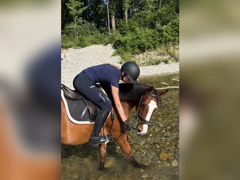 Reiter sucht Pferd