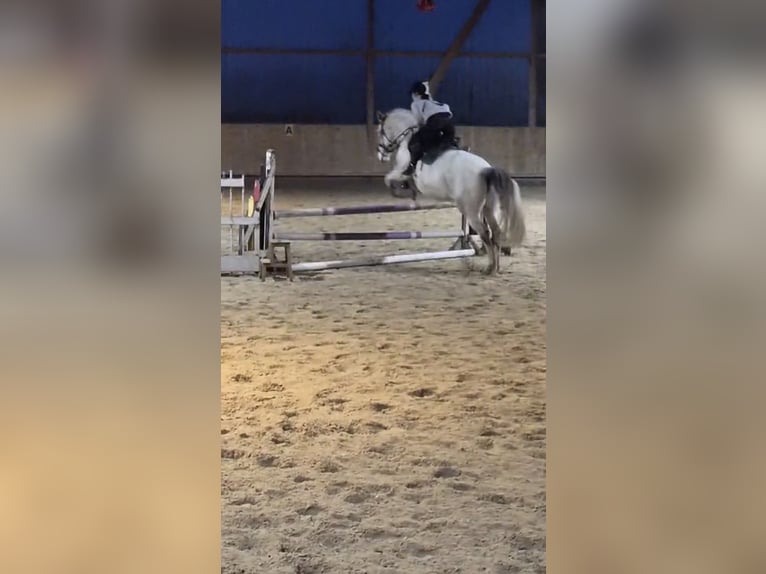 Reiter sucht Pferd