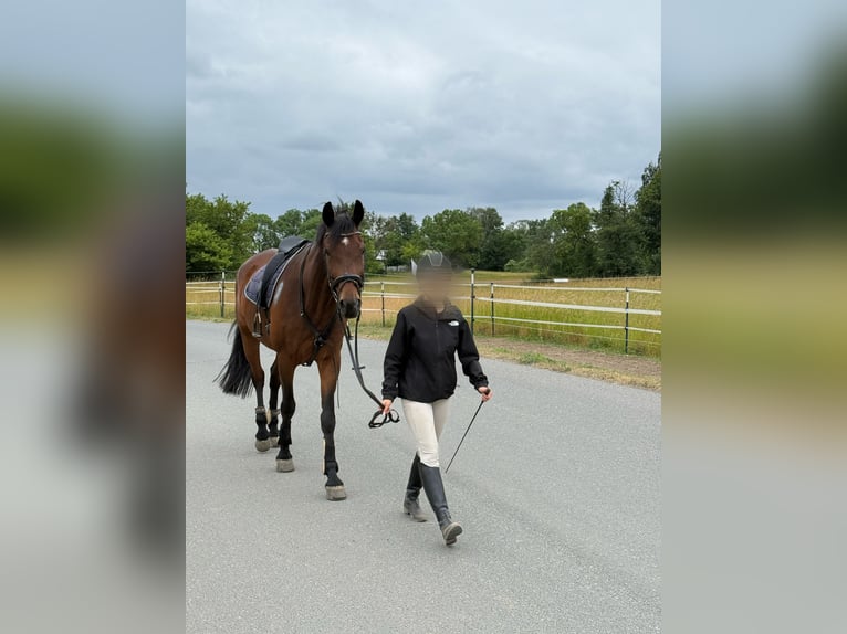 Reiter sucht Pferd