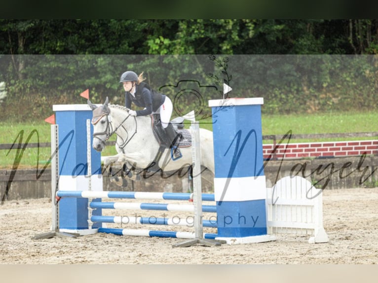 Reiter sucht Pferd