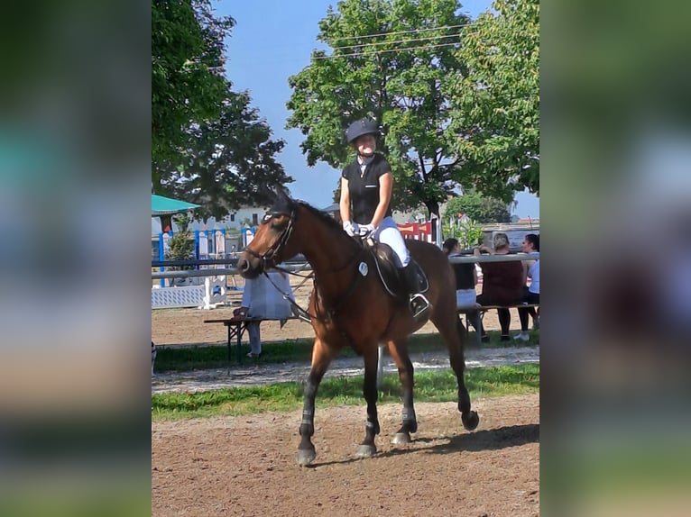 Reiter sucht Pferd