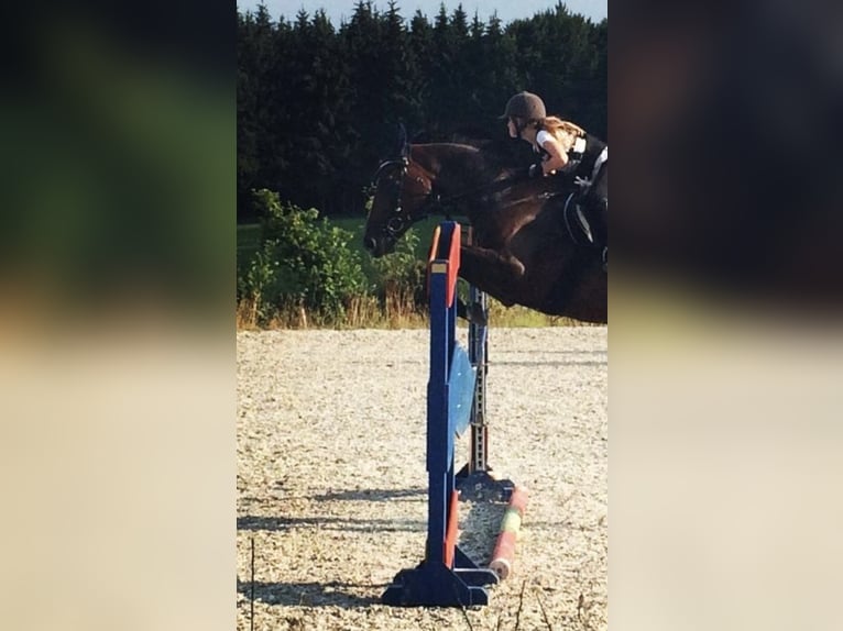 Reiter sucht Pferd