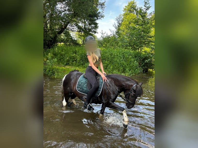 Reiter sucht pferd