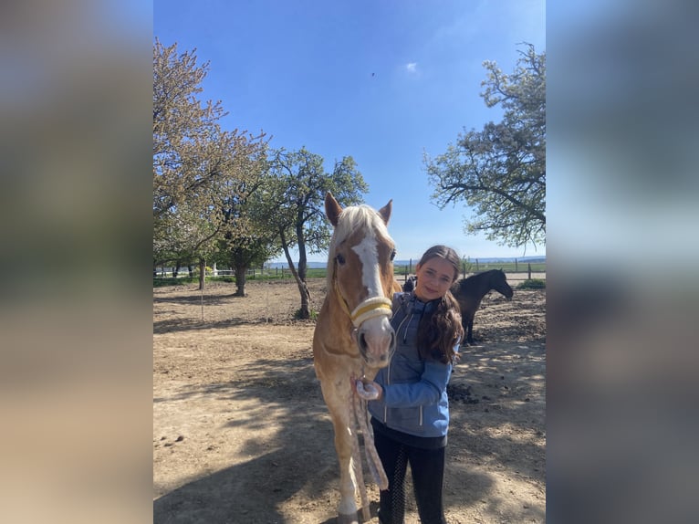 Reiter sucht Pferd