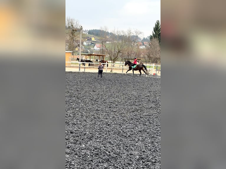 Reiter sucht Pferd