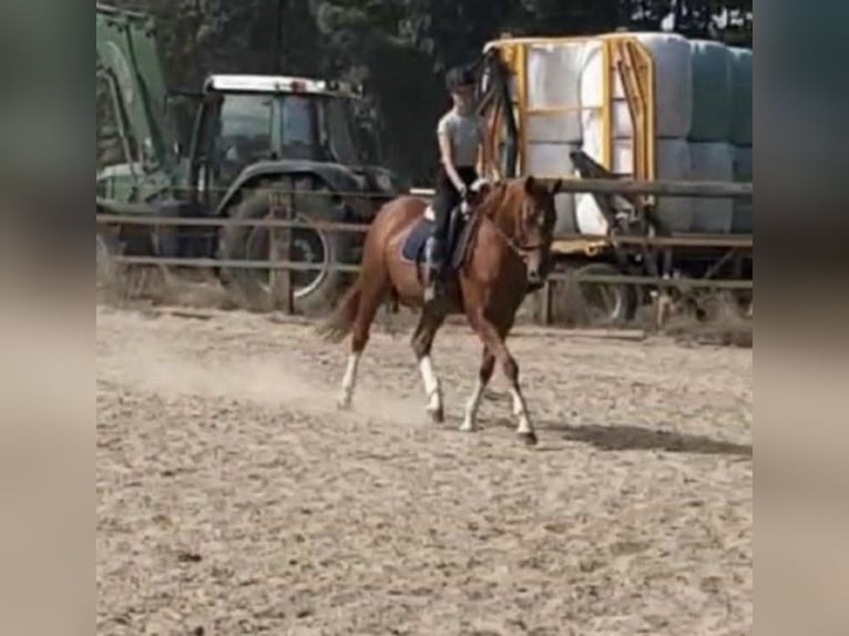 Reiter sucht pferd