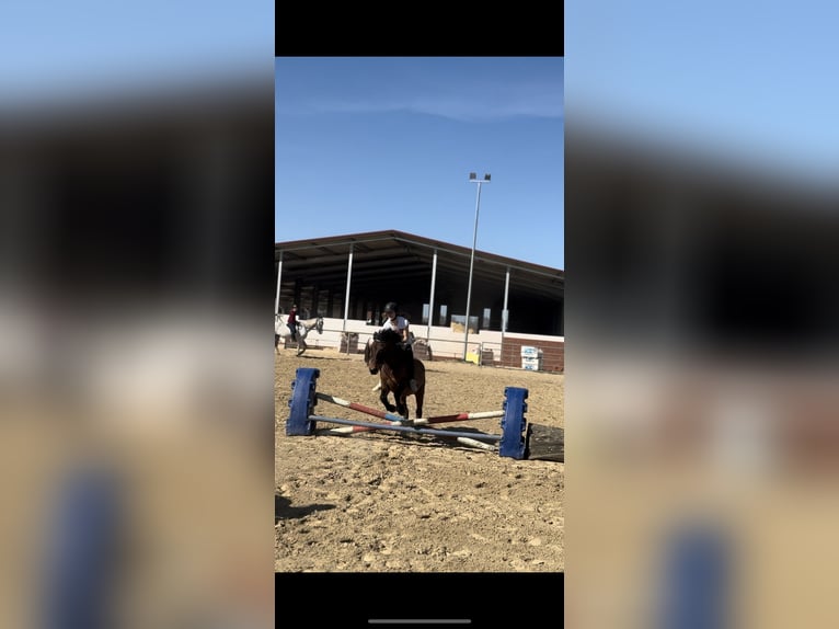 Reiter sucht Pferd