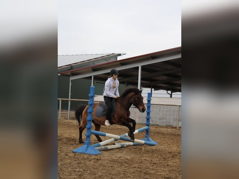 Reiter sucht Pferd