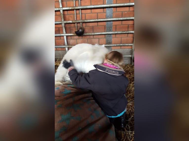 Reiter sucht pferd
