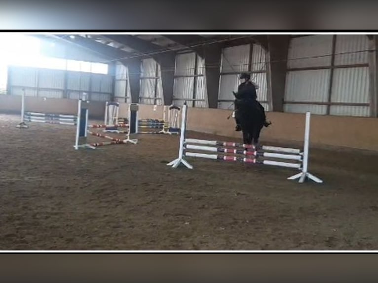Reiter sucht Pferd