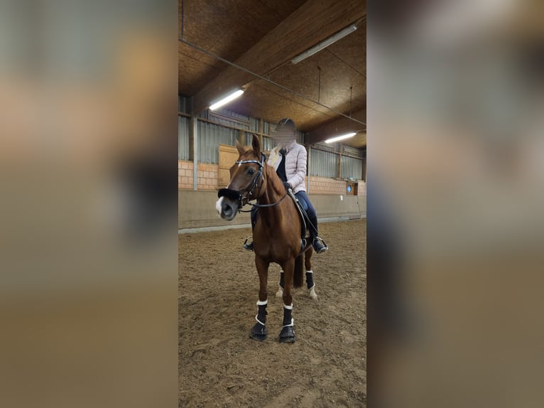 Reiter sucht pferd