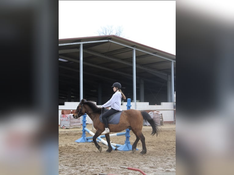 Reiter sucht Pferd