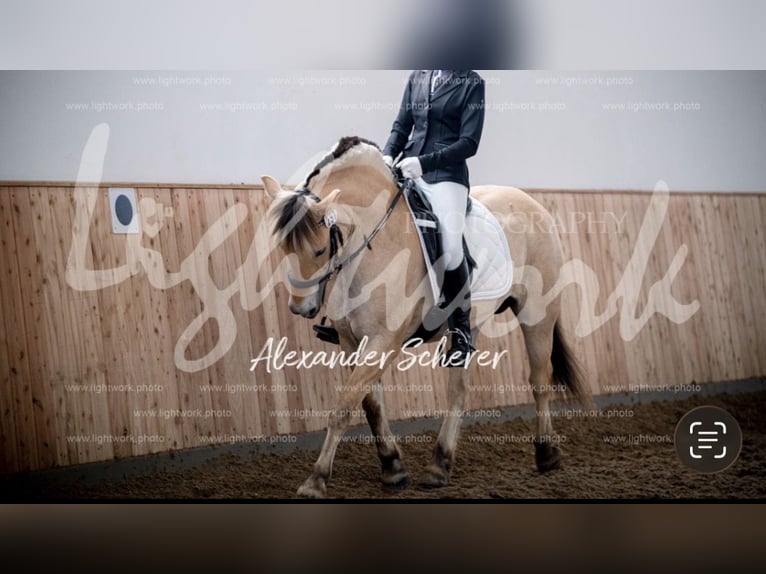 Reiter sucht Pferd