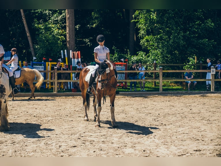Reiter sucht Pferd