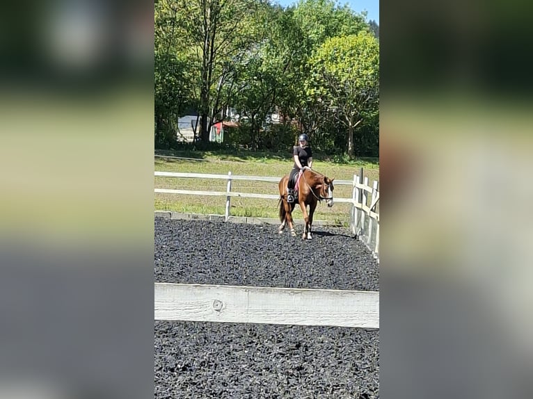 Reiter sucht Pferd