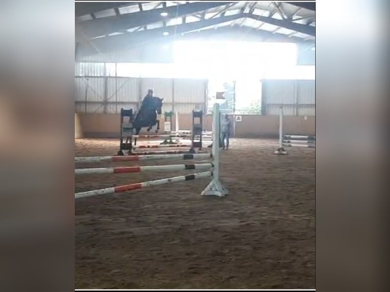 Reiter sucht Pferd
