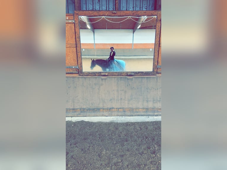 Reiter sucht pferd
