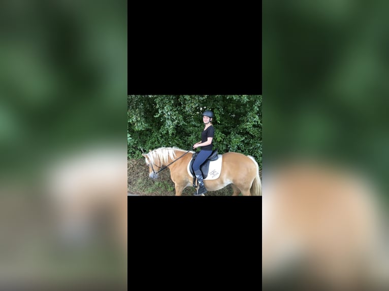 Reiter sucht Pferd